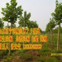 速生法桐  1-3年冠法桐，法桐小苗，白蠟