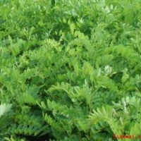 供應(yīng)紫穗槐、合歡、大葉女貞、紫荊、紫葉李等綠化苗木