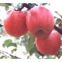 供應(yīng)矮化蘋果苗，甜柿苗，晚秋黃梨苗，石榴苗，油桃苗