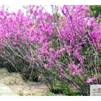 供應(yīng)苗木紫荊高度：50-60公分