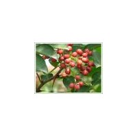 供應(yīng)花椒苗，大紅袍花椒苗，大青皮花椒苗