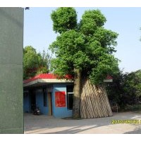 供應：桂花、香樟、廣玉蘭、黃山欒樹、羅漢松