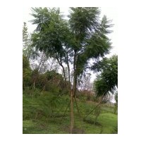 供應(yīng)藍(lán)花楹10-15公分