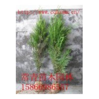 供應(yīng)銷售40-80cm側(cè)柏苗，側(cè)柏苗木