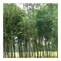 大量供應1-8公分柳樹
