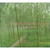 供應(yīng)3-5垂柳 8-15旱柳 2-5竹柳
