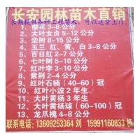 供應(yīng)自產(chǎn)工程苗木：櫻花 大葉女貞 欒樹(shù) 玉蘭 百日紅 七葉樹(shù) 紅葉