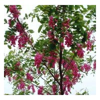 供應(yīng)側(cè)柏 白皮松 油松 華山松 冬青 紫穗槐 香花槐 國槐 花椒苗