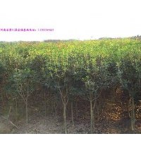 河南八月桂花價(jià)格,河南廣玉蘭價(jià)格,河南白玉蘭價(jià)格