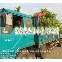 張家港--法國(guó)冬青種植基地