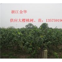 供應(yīng)櫻桃樹、櫻桃苗