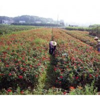 江蘇月季基地直銷(xiāo)豐花月季、紅帽月季、品種月季，品種齊全
