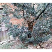 出售羅漢松，樟樹，桂花，銀杏，紫薇