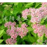供應(yīng)：五彩月季、微型月季、豐花月季、大花月季、精品月季