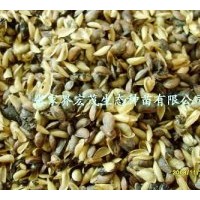 供應(yīng)黃柏種子，黃柏苗，造林苗黃柏