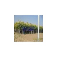 低價(jià)專供白蠟8-10公分