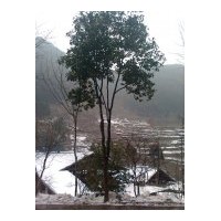 低價出售極品大茶花一棵，