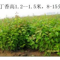 低價出售丁香1.3米以上3--5分支