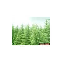 中國雪松之鄉(xiāng)供應(yīng)定植的雪松