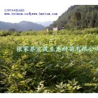 供應(yīng)黃柏苗