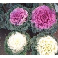供應(yīng)羽衣甘藍 一串紅、萬壽菊、彩葉草、矮牽牛、孔雀草