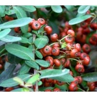 供應(yīng)桂花，國(guó)槐，意楊,櫻花，紅葉小檗，金葉女貞，大量