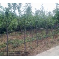 供應(yīng)紅楓 櫻花 三角楓 各種規(guī)格