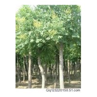 供應(yīng)欒樹 杜英 紅葉碧桃 烏桕 紫葉李 各種規(guī)格