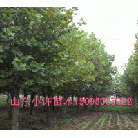 供應斷桿法桐