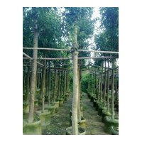 供應(yīng)秋楓