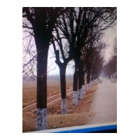 供應(yīng)8-30公分國槐、國槐價格