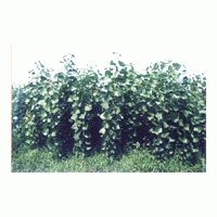 速生楊類：沙蘭楊，3016，荷蘭64，108，中綏12，哲林4，小美旱