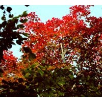 北國春天苗木2011秋冬苗木：紅皮云杉.青白扦.冷杉，紅豆杉，油松