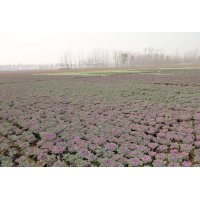 石家莊草花種植基地 石家莊草花批發(fā)