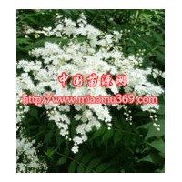 綠化苗木珍珠梅苗木采購(gòu)|陜西苗木行情