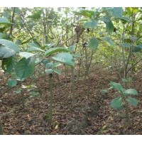 供應米徑3-6公分江南榿木
