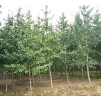 基地常年大量供應(yīng)各種規(guī)格優(yōu)質(zhì)銀杏樹(shù)!