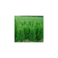 太谷長青綠化側(cè)柏 規(guī)格齊全