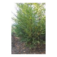 大量供應(yīng)果苗及綠化苗、紅豆杉種子600斤、毛竹種子約500斤