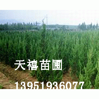 大規(guī)格南京榔榆 構樹 欒樹 樸樹 雪松 國槐 杜仲專供