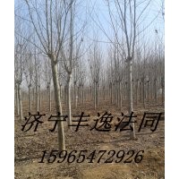 法桐、國槐、白蠟、北南欒樹