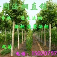 各種規(guī)格法桐白蠟國(guó)槐，質(zhì)量保證價(jià)格低