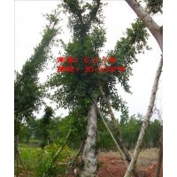 30-35cm小葉榕
