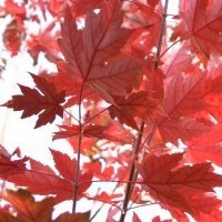 美國紅楓 統(tǒng)一整齊，掛色持久，樹型優(yōu)美，特別適宜城市道路、庭