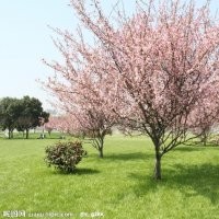 專供櫻花綠化苗木