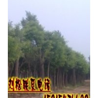 優(yōu)質(zhì)國(guó)槐/價(jià)格報(bào)價(jià)