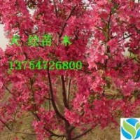 供應(yīng)西府海棠、冬紅海棠、垂絲海棠、紅寶石海棠、北美海棠鞥綠化