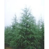 南京信誠精品雪松1--9米