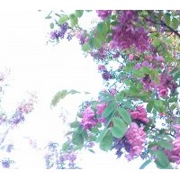 香花槐