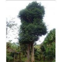 占地?zé)o刺枸骨大樹急賣